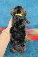 Plaid, a male Poodle - Toy  for sale in Fordland, MO – 4 of 8