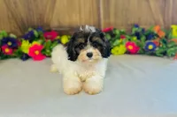 Java, a male Cavapoo for sale in Fordland, MO – 5 of 9