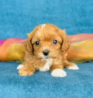 Isola, a female Cavapoo for sale in Fordland, MO – 3 of 9