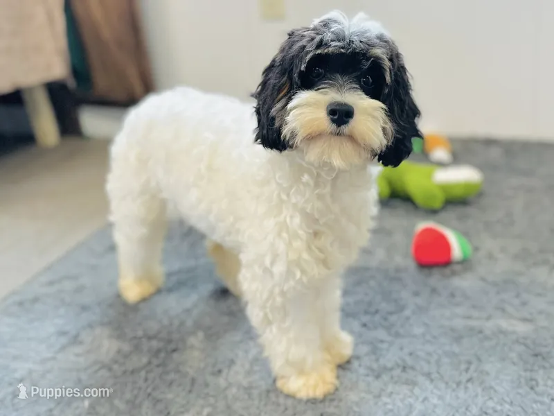 Nilla – Cavapoo, Poodle - Miniature  puppy for sale in Fordland, MO