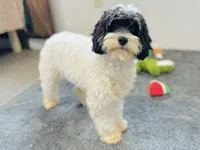 Nilla, a female Cavapoo and Poodle - Miniature  for sale in Fordland, MO – 1 of 9