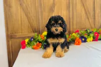 Zenith, a female Cavapoo for sale in Fordland, MO – 5 of 7