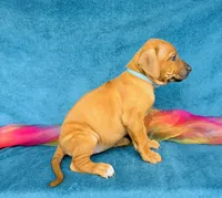 Zuri, a female Rhodesian Ridgeback for sale in Fordland, MO – 8 of 10