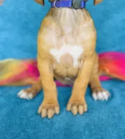 Kesi, a female Rhodesian Ridgeback for sale in Fordland, MO – 4 of 8