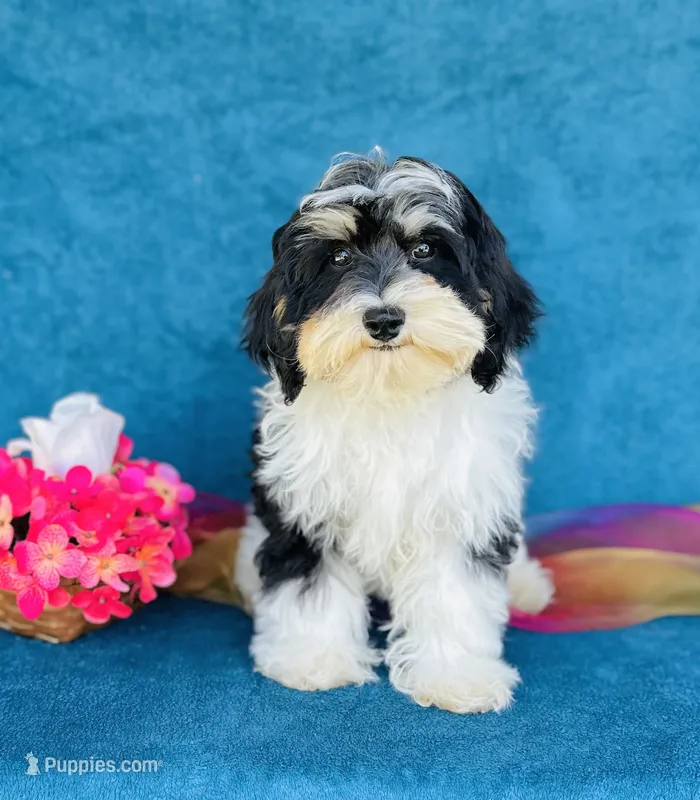 Aiko – Cavapoo, Poodle - Miniature  puppy for sale in Fordland, MO