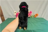 Zenith, a female Cavapoo for sale in Fordland, MO – 3 of 7