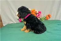 Zenith, a female Cavapoo for sale in Fordland, MO – 4 of 7
