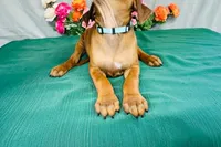 Mae, a female Rhodesian Ridgeback for sale in Fordland, MO – 2 of 8