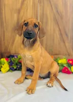 Della, a female Rhodesian Ridgeback for sale in Fordland, MO – 1 of 8