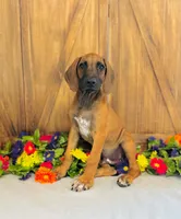 Walker, a male Rhodesian Ridgeback for sale in Fordland, MO – 8 of 8