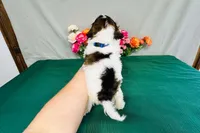 Java, a male Cavapoo for sale in Fordland, MO – 2 of 9