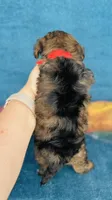 Caius, a male Cavapoo for sale in Fordland, MO – 4 of 7