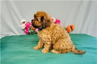 Weston, a male Cavapoo for sale in Fordland, MO – 2 of 8