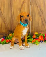 Jewel, a female Rhodesian Ridgeback for sale in Fordland, MO – 3 of 8