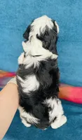 Tom, a male Cavapoo and Poodle - Miniature  for sale in Fordland, MO – 6 of 8
