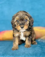 Oberyn, a male Cavapoo for sale in Fordland, MO – 2 of 9