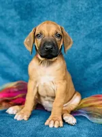 Asha, a female Rhodesian Ridgeback for sale in Fordland, MO – 2 of 7