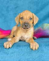 Jendayi, a female Rhodesian Ridgeback for sale in Fordland, MO – 3 of 8