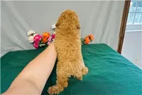 Cascade, a female Cavapoo for sale in Fordland, MO – 6 of 9
