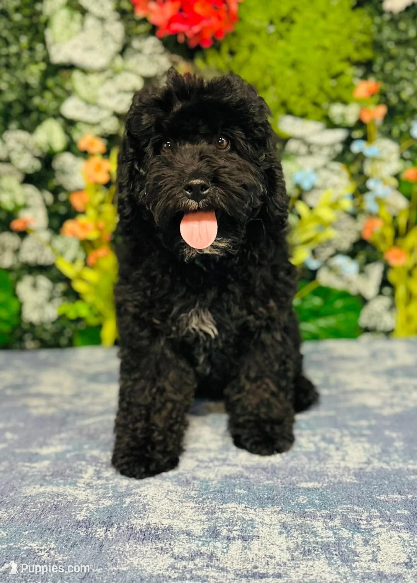 Thomson, a male Cavapoo and Poodle - Miniature  for sale in Fordland, MO – Photo 8 of 9