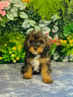 Caius, a male Cavapoo for sale in Fordland, MO – 1 of 7