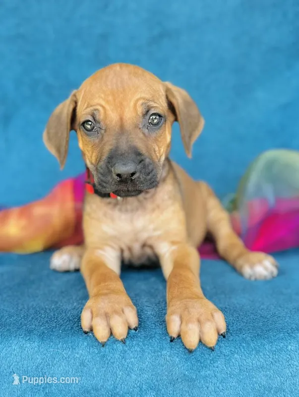 Imani – Rhodesian Ridgeback puppy for sale in Fordland, MO
