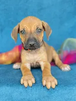 Imani, a female Rhodesian Ridgeback for sale in Fordland, MO – 1 of 8