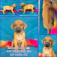 Kesi, a female Rhodesian Ridgeback for sale in Fordland, MO – 8 of 8