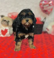 processed/2336a02f-9f42-4a36-a991-3d9046700e48/listing/d6560ac1-e7e4-43ed-8eb7-fcbfd78a845b/5dc8275b-0927-4bc1-9332-f4871abba4b6