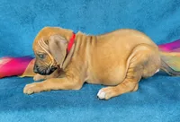 Imani, a female Rhodesian Ridgeback for sale in Fordland, MO – 3 of 8