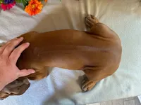 Wade, a male Rhodesian Ridgeback for sale in Fordland, MO – 2 of 9