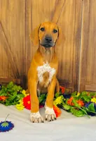 Royale, a female Rhodesian Ridgeback for sale in Fordland, MO – 2 of 9