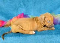 Kioni, a female Rhodesian Ridgeback for sale in Fordland, MO – 6 of 8