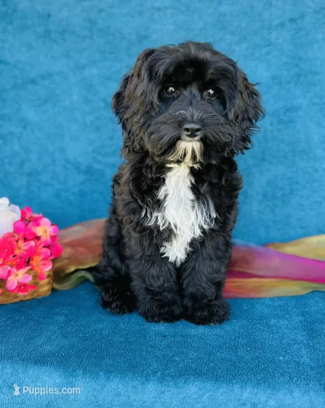 Myrna – Cavapoo, Poodle - Miniature  puppy for sale in Fordland, MO