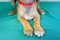 Walker, a male Rhodesian Ridgeback for sale in Fordland, MO – 4 of 8