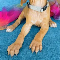 Kioni, a female Rhodesian Ridgeback for sale in Fordland, MO – 4 of 8