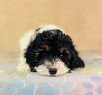 processed/2336a02f-9f42-4a36-a991-3d9046700e48/listing/dd549eb5-abfb-4a03-aa12-e44d3fe1e4cc/69caf4b8-c3bf-4fd8-b317-b61747de34d3