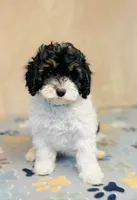 processed/2336a02f-9f42-4a36-a991-3d9046700e48/listing/dd549eb5-abfb-4a03-aa12-e44d3fe1e4cc/de99d024-cb59-417d-9b34-a1216719824d