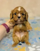 processed/2336a02f-9f42-4a36-a991-3d9046700e48/listing/de73a402-82ba-41df-a9ba-38b7f0184c9a/3a33f832-cb43-4ca2-ba5f-ee80aa325dd4