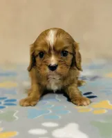 processed/2336a02f-9f42-4a36-a991-3d9046700e48/listing/de73a402-82ba-41df-a9ba-38b7f0184c9a/73773d8a-a202-405e-95cd-abfa8a7dac21