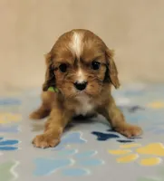 processed/2336a02f-9f42-4a36-a991-3d9046700e48/listing/de73a402-82ba-41df-a9ba-38b7f0184c9a/9930c3a7-a390-48c8-8f90-5651193fb78e