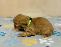 processed/2336a02f-9f42-4a36-a991-3d9046700e48/listing/de73a402-82ba-41df-a9ba-38b7f0184c9a/ab63706c-68b3-41c9-91f1-f18010446751