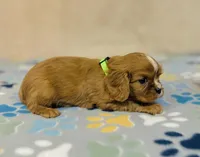 processed/2336a02f-9f42-4a36-a991-3d9046700e48/listing/de73a402-82ba-41df-a9ba-38b7f0184c9a/d0083577-7def-447e-8ff3-1c90096e6fc6