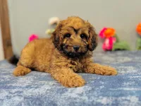 Sierra, a female Cavapoo for sale in Fordland, MO – 4 of 7