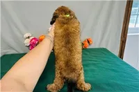 Sierra, a female Cavapoo for sale in Fordland, MO – 6 of 7