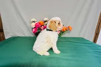 Kona, a male Cavapoo for sale in Fordland, MO – 5 of 9