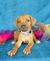 Kioni, a female Rhodesian Ridgeback for sale in Fordland, MO – 5 of 8