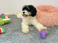 Nilla, a female Cavapoo and Poodle - Miniature  for sale in Fordland, MO – 9 of 9