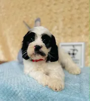 Tom, a male Cavapoo and Poodle - Miniature  for sale in Fordland, MO – 5 of 8