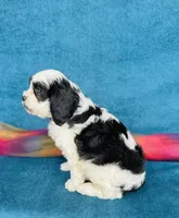 Tom, a male Cavapoo and Poodle - Miniature  for sale in Fordland, MO – 7 of 8